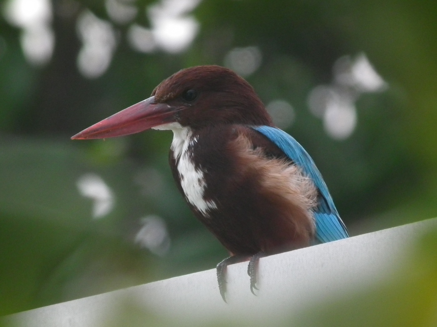 White-throated kingfisher in Sri Lanka