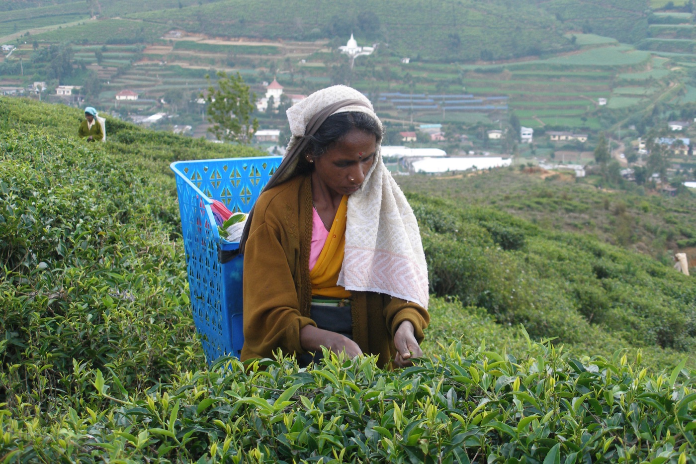 Tea picking near Nuwara Eliya